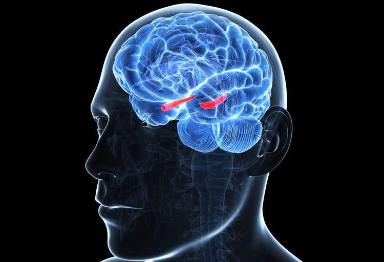 Medical-style illustration of the brain inside a human head with the hippocampus brain region highlighted representing memory and cognitive function