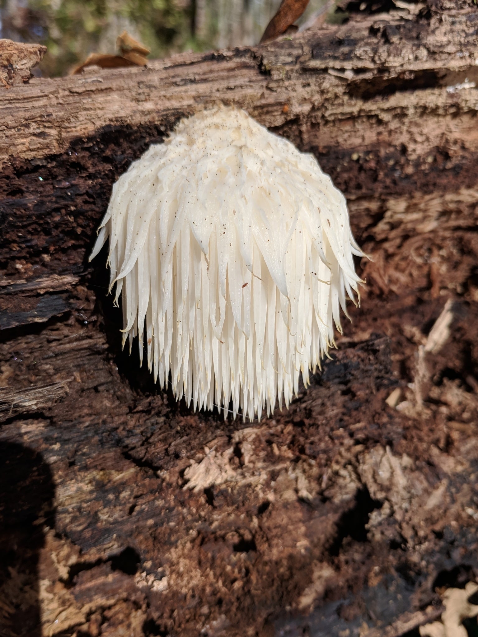 Close-up of a white lion’s mane mushroom with long, shaggy spines growing on decaying wood