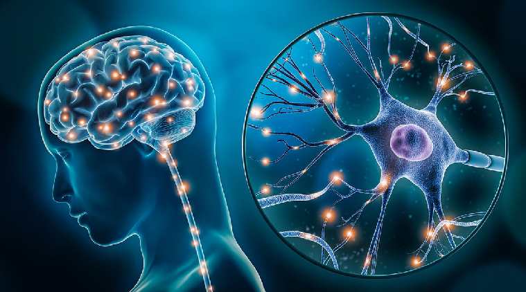 "Medical-style illustration of a human brain with a close-up view of active neurons and nerve signaling